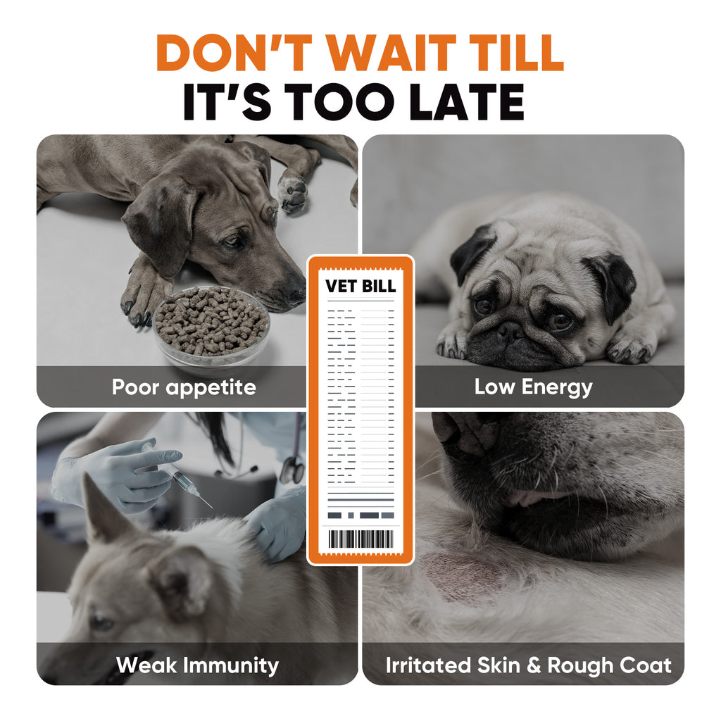 Joint Skin Gut Support Soft Chews Dogs