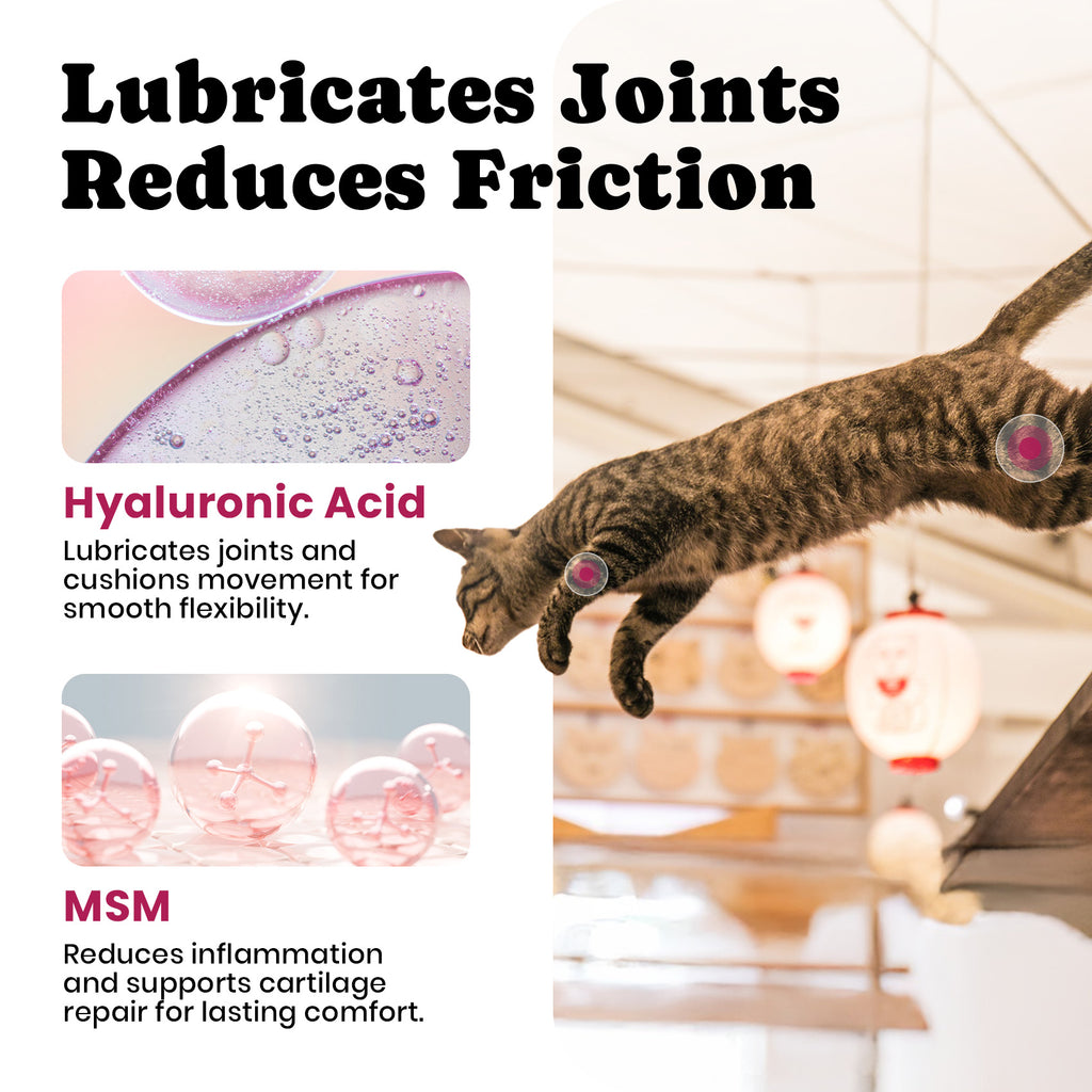 MSM Joint Support for Cats