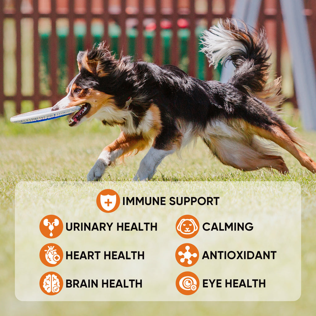 Multivitamins Chews Dogs Hip Joint Skin Coat