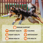 Multivitamins Chews Dogs Hip Joint Skin Coat