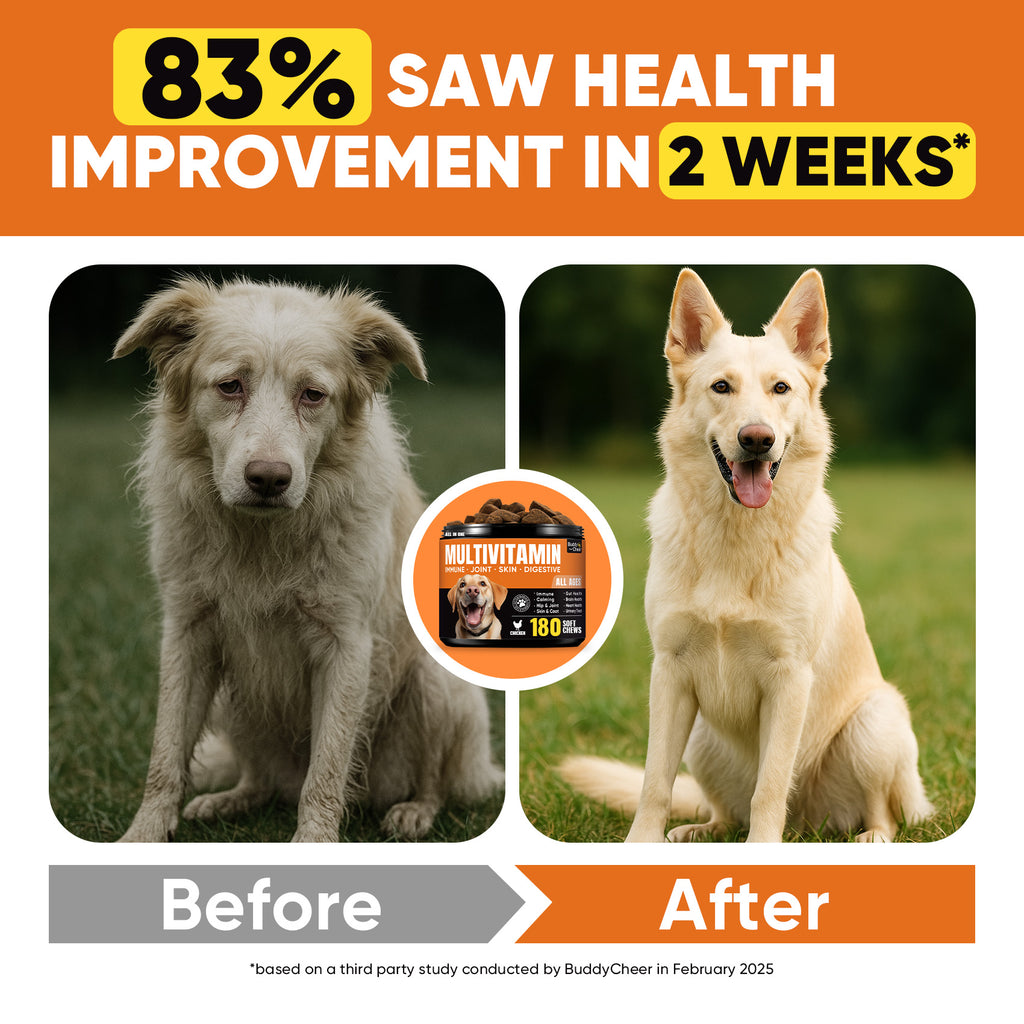 Daily Soft Chews Dogs Gut Health BuddyCheer