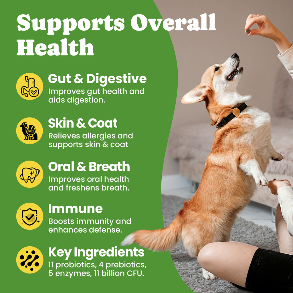 gut health for dogs and cats